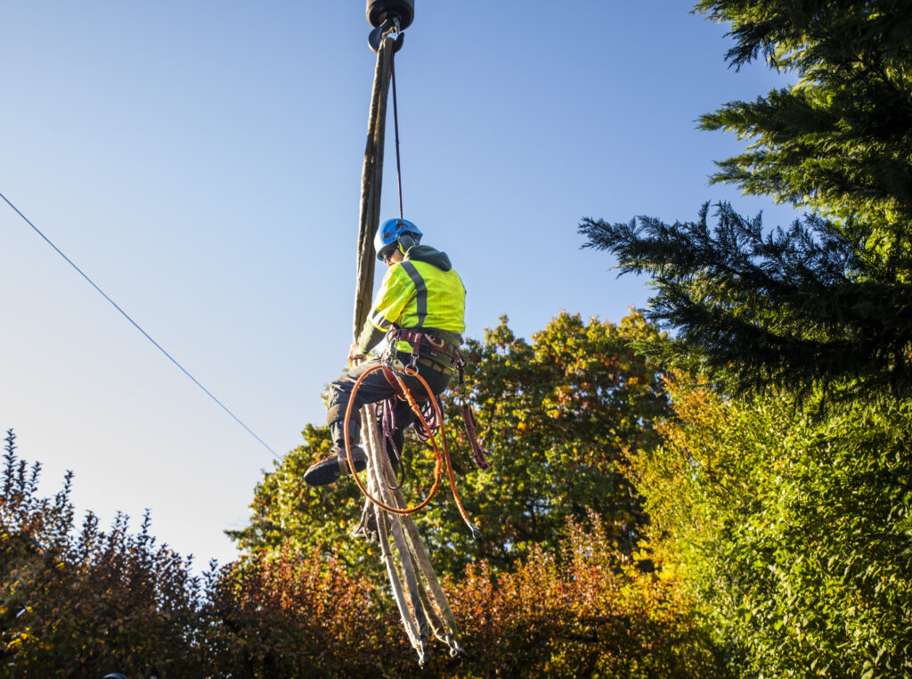 tree removal