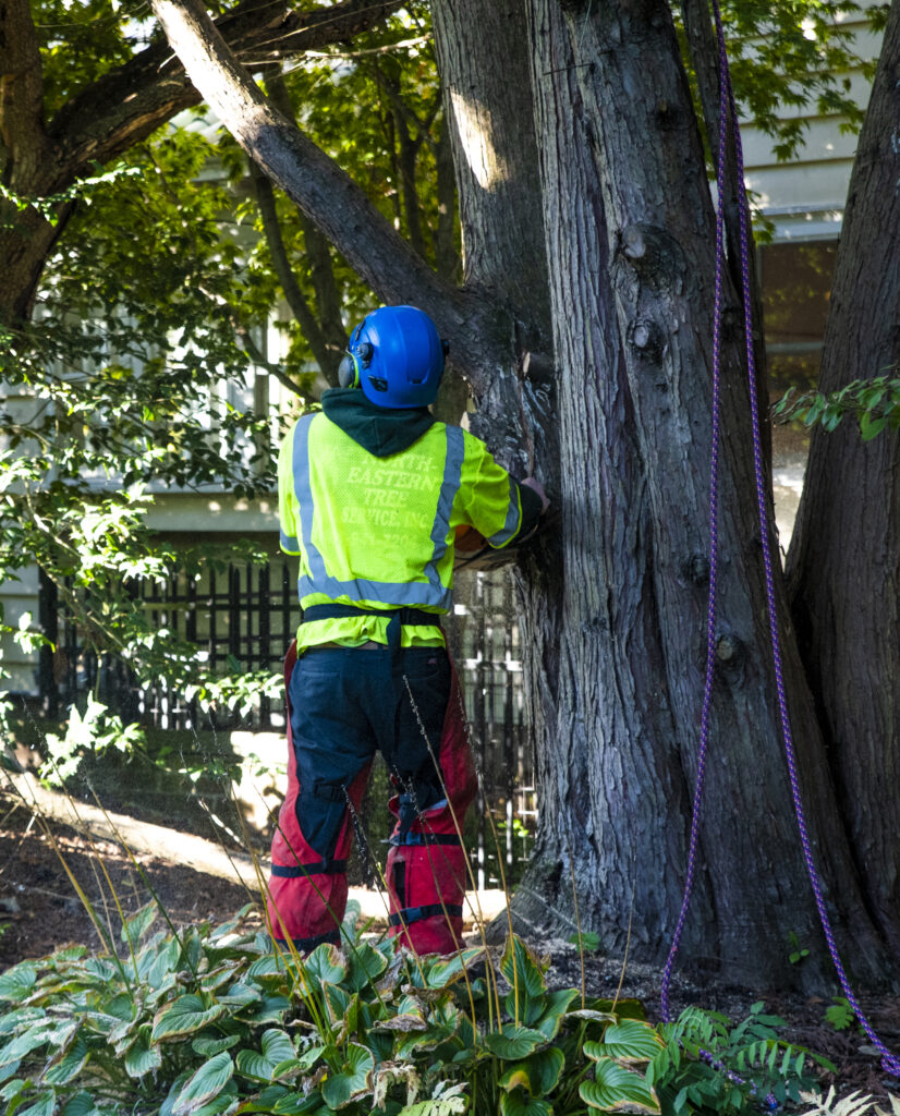removing a residential tree ri