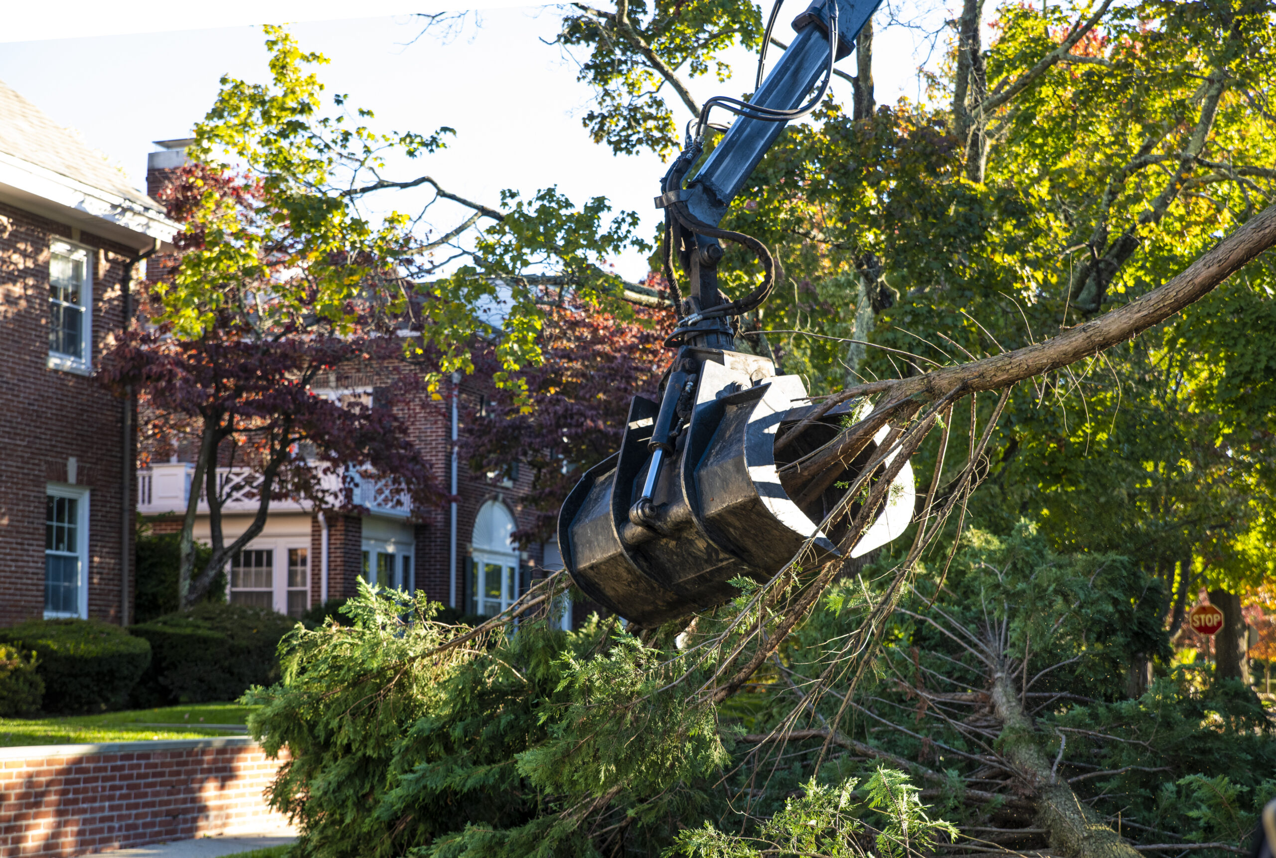 removing tree from yard