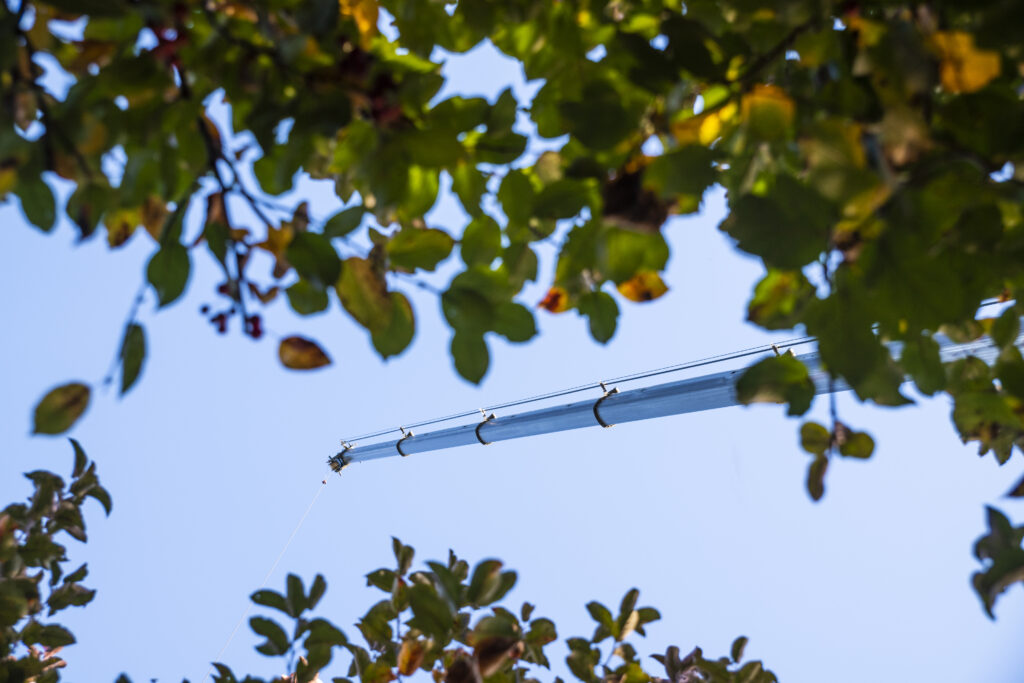 tree pruning