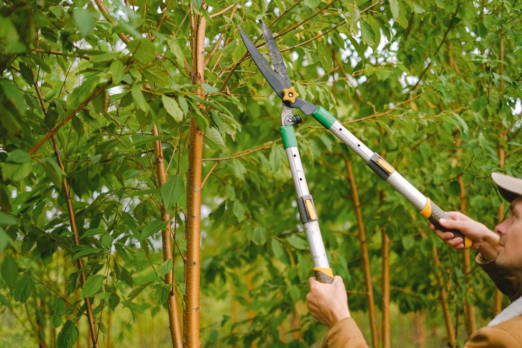 tree trimming in Rhode Island