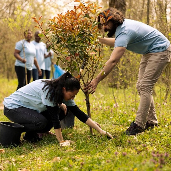 Tree Moving/Planting