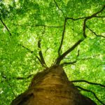 Spot Tree Root Problems