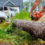 Remove a Dead or Dangerous Tree