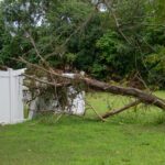 Right Trees for Urban Planting