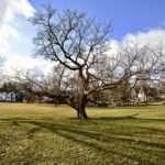 spring storm tree damage
