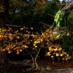Tree Planning
