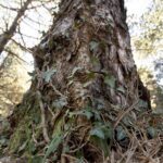 Tree Roots and Foundation Damage in Spring
