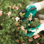 cropped-view-gardening-worker-wearing-protective-gloves-while-trimming-plants