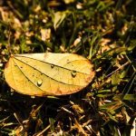 Why Trees Drop Leaves in Summer