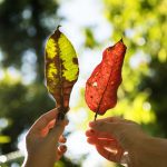 friends-holding-leaves