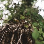 How Drought Conditions Impact Tree Roots