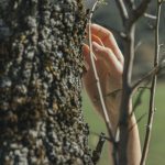Signs a Tree Is Structurally Unsafe