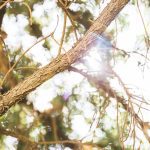 tree safety