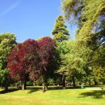 Proper Tree Spacing for Homeowners