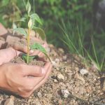 The Impact of Soil Compaction on Tree Health