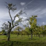 vertical-shot-several-trees-green-landscape